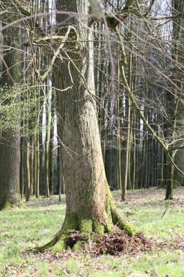 Vřesina, 8.4.2017
Lípa osídlená kovaříky Calambus bipustulatus.
Schlüsselwörter: Vřesina Dařenec Calambus bipustulatus