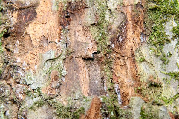 Vřesina, 8.4.2017
Dařenec. Kovařík Calambus bipustulatus v kůře kmene lípy.
Keywords: Vřesina Dařenec Calambus bipustulatus