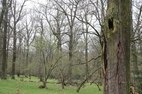 Vřesina, 8.4.2017
Dařenec. Dutý dub osídlený kovaříky Ampedus cardinalis.
Schlüsselwörter: Vřesina Dařenec Ampedus cardinalis