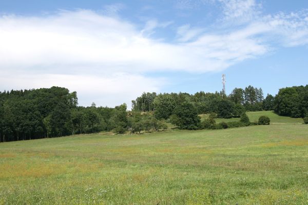 Velký Vřešťov, 19.8.2008
Jak jsem tak jel na kole cestou necestou od Chotěborek do Velkého Vřešťova, objevil jsem na úpatí kopce severovýchodně od Velkého Vřešťova malou starou třešňovku. 
Keywords: Velký Vřešťov třešňovka Anthaxia candens