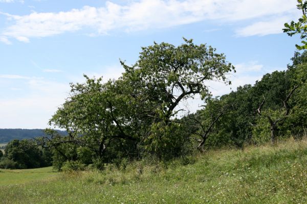 Velký Vřešťov, 19.8.2008
Stará třešňovka na úpatí kopce severovýchodně od Velkého Vřešťova. Biotop krasce Anthaxia candens.
Klíčová slova: Velký Vřešťov třešňovka Anthaxia candens