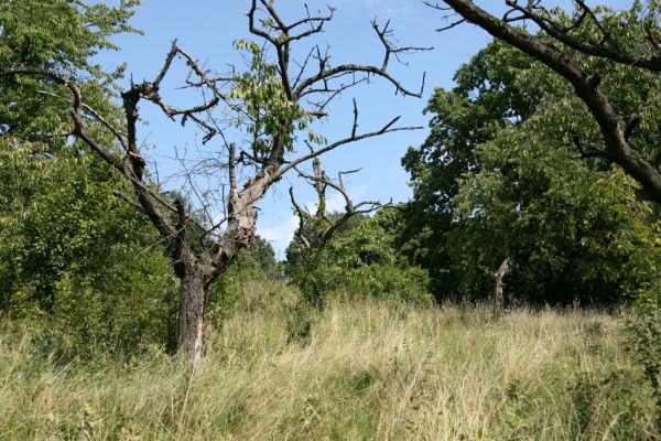 Velký Vřešťov, 19.8.2008
Stará třešňovka na úpatí kopce severovýchodně od Velkého Vřešťova. Biotop krasce Anthaxia candens.
Keywords: Velký Vřešťov třešňovka Anthaxia candens