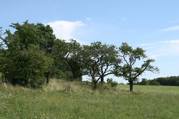 Velký Vřešťov, 19.8.2008
Stará třešňovka na úpatí kopce severovýchodně od Velkého Vřešťova.  Biotop krasce Anthaxia candens. 
Mots-clés: Velký Vřešťov třešňovka Anthaxia candens