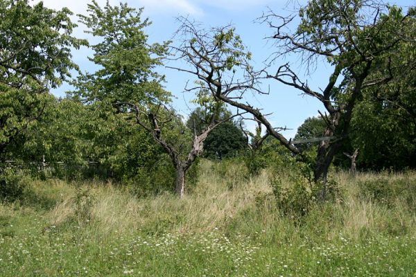 Velký Vřešťov, 19.8.2008
Stará třešňovka na úpatí kopce severovýchodně od Velkého Vřešťova.  Biotop krasce Anthaxia candens. 
Schlüsselwörter: Velký Vřešťov třešňovka Anthaxia candens