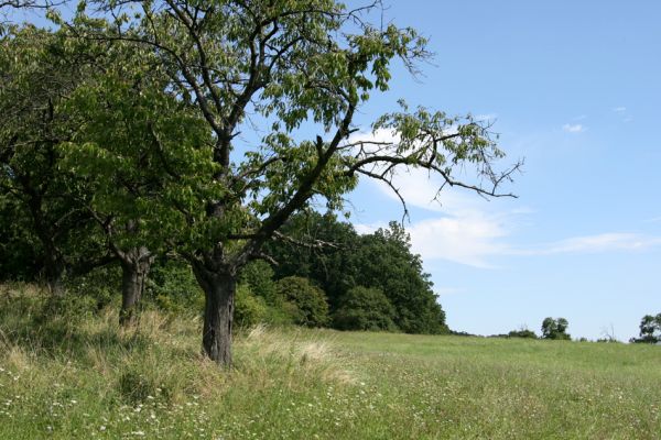 Velký Vřešťov, 19.8.2008
Stará třešňovka na úpatí kopce severovýchodně od Velkého Vřešťova.  Třešeň osídlená krascem Anthaxia candens. 
Klíčová slova: Velký Vřešťov třešňovka Anthaxia candens