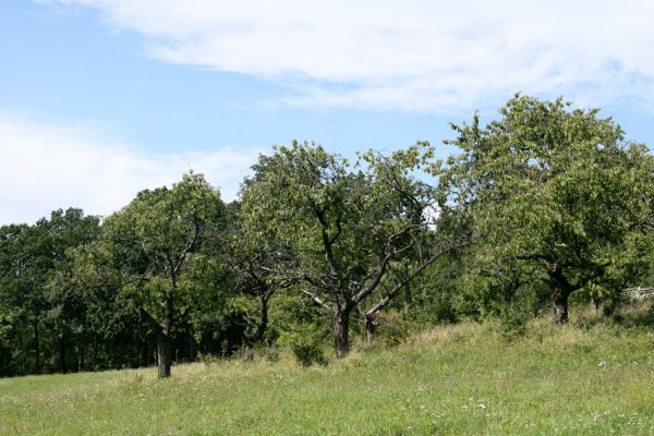 Velký Vřešťov, 19.8.2008
Stará třešňovka na úpatí kopce severovýchodně od Velkého Vřešťova. Biotop krasce Anthaxia candens.
Keywords: Velký Vřešťov třešňovka Anthaxia candens