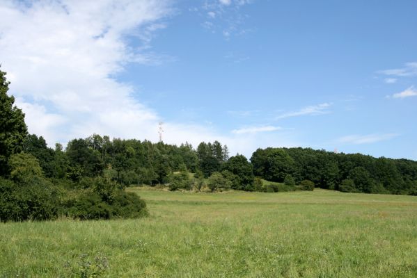 Velký Vřešťov, 19.8.2008
Stará třešňovka na úpatí kopce severovýchodně od Velkého Vřešťova.  Biotop krasce Anthaxia candens. Pohled od horního okraje stepi.
Keywords: Velký Vřešťov třešňovka Anthaxia candens