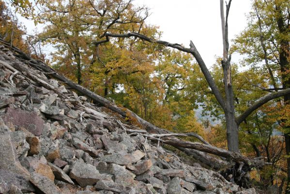 Vyhne, 28.10.2011
Vrch Kamenná, Kamenné more.
Klíčová slova: Vyhne vrch Kamenná Kamenné more