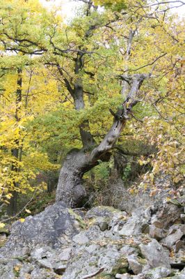 Vyhne, 28.10.2011
Vrch Kamenná, Kamenné more.
Klíčová slova: Vyhne vrch Kamenná Kamenné more