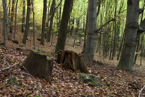 Vyhne, 28.10.2011
Vrch Kamenná. Trouchnivý pařez dubu - biotop kovaříka Ampedus quadrisignatus.
Mots-clés: Vyhne vrch Kamenná Kamenné more Ampedus quadrisignatus