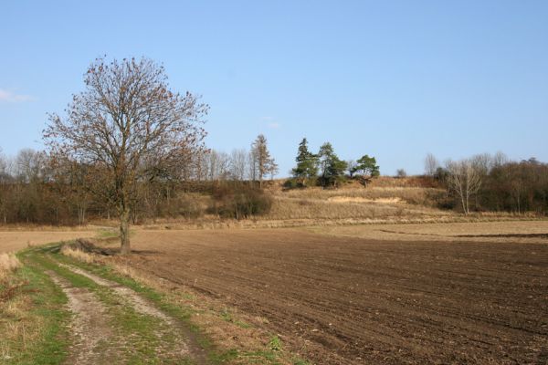 Výrava, 11.11.2008
Podél obce se táhnou jihozápadní svahy vrchu Hřiby, na kterých je několik zarůstajících stepí.
Klíčová slova: Výrava step