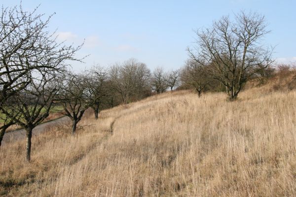 Výrava, 11.11.2008
Rozsáhlá třešňovka a stepi u východního okraje obce u silnice na Jílovice. biotop krasce Anthaxia candens.
Klíčová slova: Výrava třešňovka Anthaxia candens