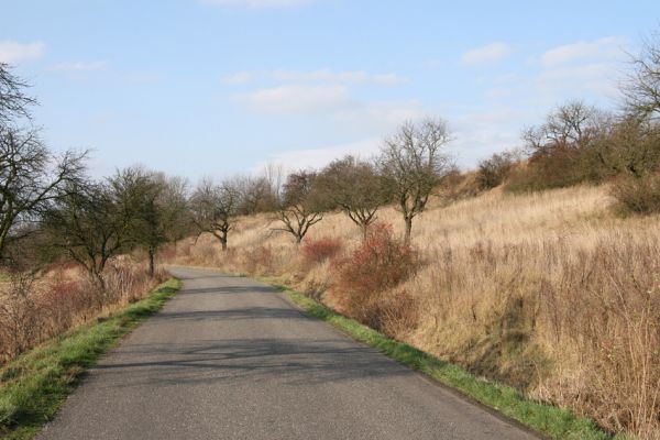 Výrava, 11.11.2008
Rozsáhlá třešňovka a stepi u východního okraje obce u silnice na Jílovice. biotop krasce Anthaxia candens.
Klíčová slova: Výrava třešňovka Anthaxia candens