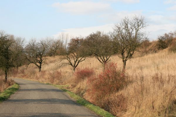 Výrava, 11.11.2008
Rozsáhlá třešňovka a stepi u východního okraje obce u silnice na Jílovice. biotop krasce Anthaxia candens.
Klíčová slova: Výrava třešňovka Anthaxia candens