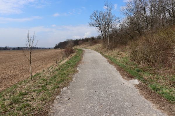 Výrava, 19.3.2020
Cesta pod vrchem Hřiby.
Schlüsselwörter: Výrava lesostep Meloe proscarabeus