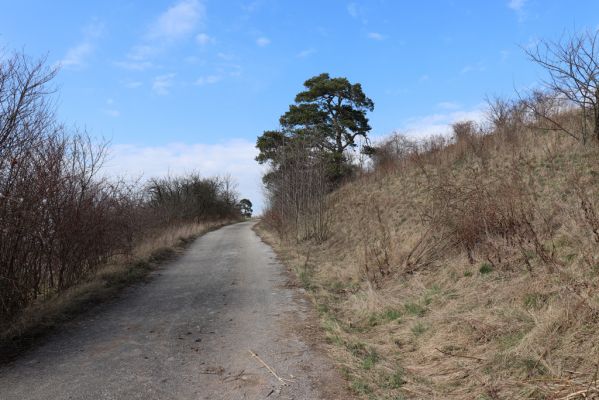 Výrava, 19.3.2020
Svah pod vrchem Hřiby.
Klíčová slova: Výrava