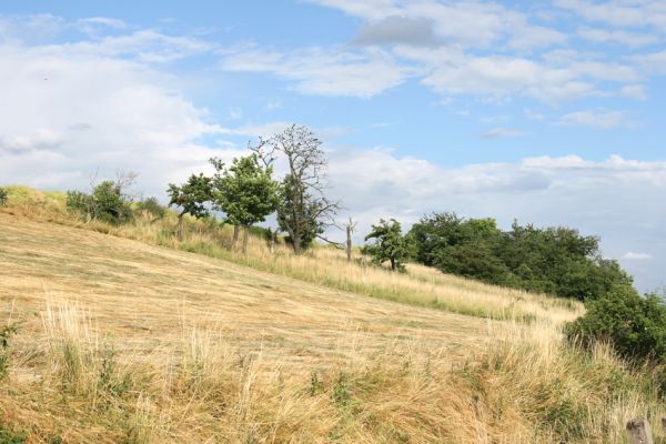 Výrava, 28.6.2008
Stará třešňovka na východním okraji obce.
Klíčová slova: Výrava třešňovka