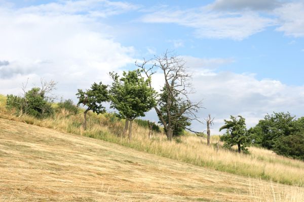 Výrava, 28.6.2008
Stará třešňovka na východním okraji obce.
Mots-clés: Výrava třešňovka