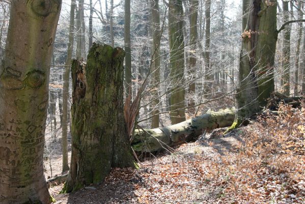 Vysoké Chvojno, 17.3.2016
Prácheňská stráň (PR U parku).


Klíčová slova: Vysoké Chvojno Prácheňská stráň PR U parku