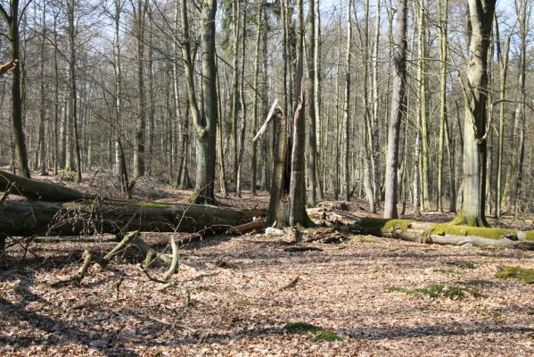 Vysoké Chvojno, 17.3.2016
Buky u Vysokého Chvojna.



Klíčová slova: Vysoké Chvojno rezervace Buky Stenagostus rhombeus Crepidophorus mutilatus