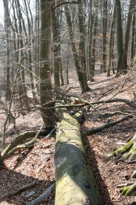 Vysoké Chvojno, 17.3.2016
Prácheňská stráň (PR U parku).



Klíčová slova: Vysoké Chvojno Prácheňská stráň PR U parku