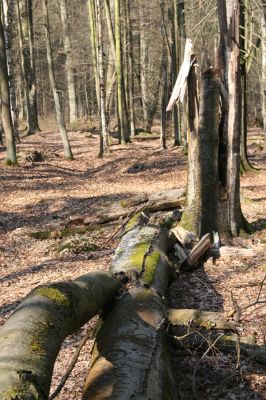 Vysoké Chvojno, 17.3.2016
Buky u Vysokého Chvojna.



Klíčová slova: Vysoké Chvojno rezervace Buky Stenagostus rhombeus Crepidophorus mutilatus