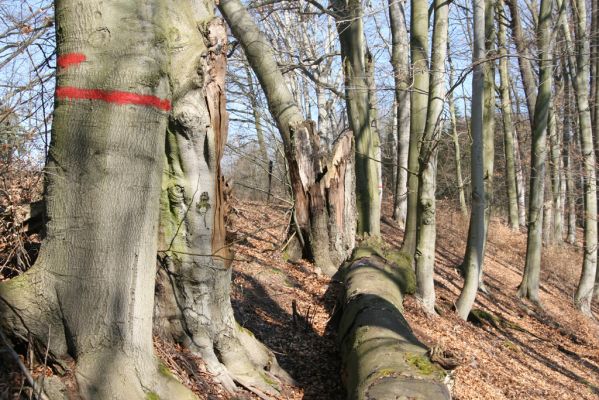 Vysoké Chvojno, 17.3.2016
Prácheňská stráň (PR U parku).



Klíčová slova: Vysoké Chvojno Prácheňská stráň PR U parku