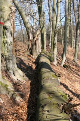Vysoké Chvojno, 17.3.2016
Prácheňská stráň (PR U parku).


Klíčová slova: Vysoké Chvojno Prácheňská stráň PR U parku