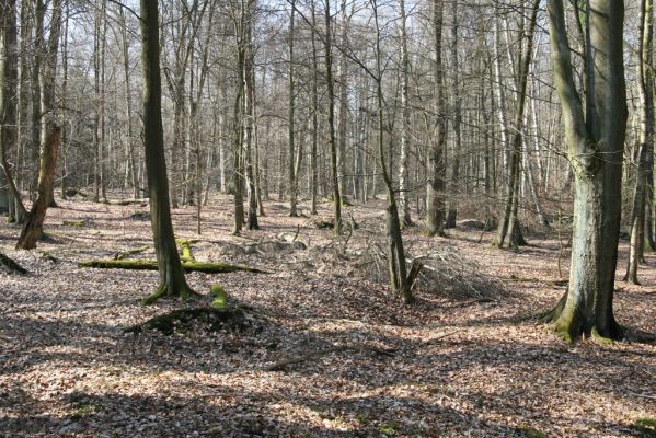 Vysoké Chvojno, 17.3.2016
Buky u Vysokého Chvojna.



Mots-clés: Vysoké Chvojno rezervace Buky Selatosomus cruciatus