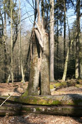Vysoké Chvojno, 17.3.2016
Buky u Vysokého Chvojna.



Klíčová slova: Vysoké Chvojno rezervace Buky Stenagostus rhombeus Crepidophorus mutilatus