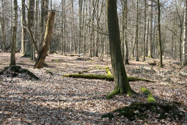 Vysoké Chvojno, 17.3.2016
Buky u Vysokého Chvojna.


Klíčová slova: Vysoké Chvojno rezervace Buky Selatosomus cruciatus