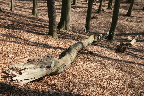 Vysoké Chvojno, 17.3.2016
Prácheňská stráň (PR U parku).



Klíčová slova: Vysoké Chvojno Prácheňská stráň PR U parku