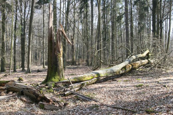 Vysoké Chvojno, 17.3.2016
Buky u Vysokého Chvojna.


Klíčová slova: Vysoké Chvojno rezervace Buky Stenagostus rhombeus Crepidophorus mutilatus
