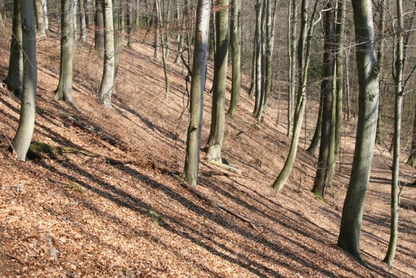 Vysoké Chvojno, 17.3.2016
Prácheňská stráň (PR U parku).



Klíčová slova: Vysoké Chvojno Prácheňská stráň PR U parku