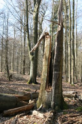 Vysoké Chvojno, 17.3.2016
Buky u Vysokého Chvojna.


Klíčová slova: Vysoké Chvojno rezervace Buky Stenagostus rhombeus Crepidophorus mutilatus