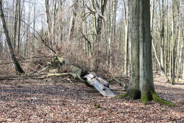 Vysoké Chvojno, 17.3.2016
Buky u Vysokého Chvojna.



Keywords: Vysoké Chvojno rezervace Buky Stenagostus rhombeus