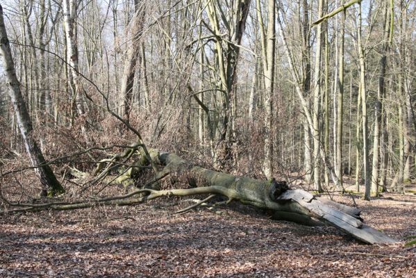 Vysoké Chvojno, 17.3.2016
Buky u Vysokého Chvojna.



Klíčová slova: Vysoké Chvojno rezervace Buky Stenagostus rhombeus