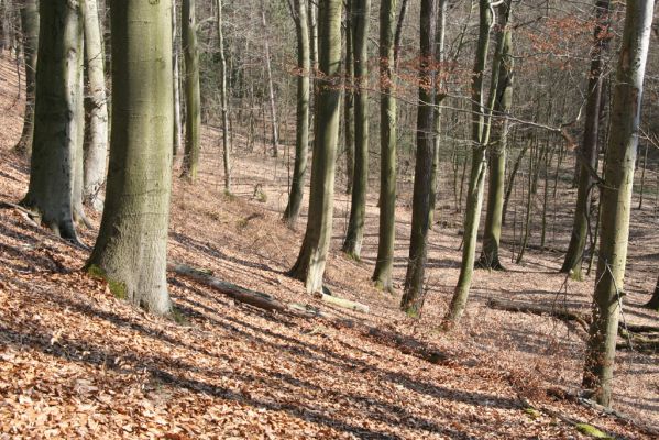 Vysoké Chvojno, 17.3.2016
Prácheňská stráň (PR U parku).
Klíčová slova: Vysoké Chvojno Prácheňská stráň PR U parku
