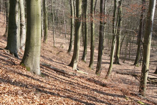 Vysoké Chvojno, 17.3.2016
Prácheňská stráň (PR U parku).
Schlüsselwörter: Vysoké Chvojno Prácheňská stráň PR U parku