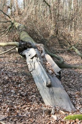 Vysoké Chvojno, 17.3.2016
Buky u Vysokého Chvojna.



Klíčová slova: Vysoké Chvojno rezervace Buky Stenagostus rhombeus