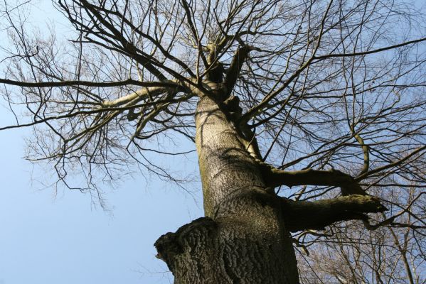 Vysoké Chvojno, 17.3.2016
Buky u Vysokého Chvojna.



Klíčová slova: Vysoké Chvojno rezervace Buky