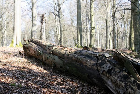 Vysoké Chvojno, 17.3.2016
Buky u Vysokého Chvojna.



Klíčová slova: Vysoké Chvojno rezervace Buky