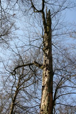 Vysoké Chvojno, 17.3.2016
Buky u Vysokého Chvojna.


Klíčová slova: Vysoké Chvojno rezervace Buky