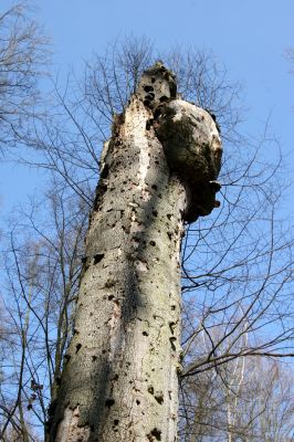 Vysoké Chvojno, 17.3.2016
Buky u Vysokého Chvojna.



Klíčová slova: Vysoké Chvojno rezervace Buky