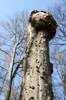 Vysoké Chvojno, 17.3.2016
Buky u Vysokého Chvojna.


Klíčová slova: Vysoké Chvojno rezervace Buky