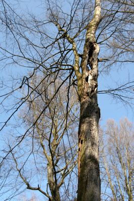 Vysoké Chvojno, 17.3.2016
Buky u Vysokého Chvojna


Klíčová slova: Vysoké Chvojno rezervace Buky
