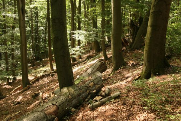 Vysoké Chvojno, 4.8.2016
Prácheňská stráň (PR U parku).


Klíčová slova: Vysoké Chvojno Prácheňská stráň PR U parku