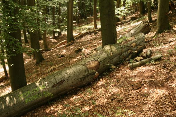 Vysoké Chvojno, 4.8.2016
Prácheňská stráň (PR U parku).


Klíčová slova: Vysoké Chvojno Prácheňská stráň PR U parku