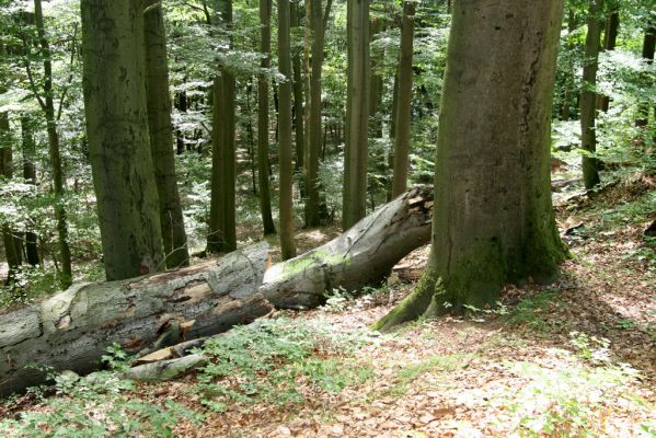 Vysoké Chvojno, 4.8.2016
Prácheňská stráň (PR U parku).



Klíčová slova: Vysoké Chvojno Prácheňská stráň PR U parku