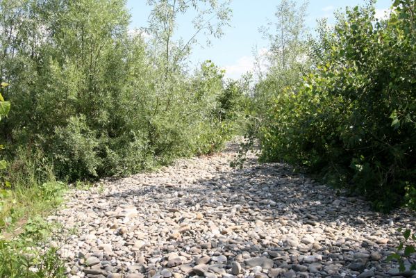 Vyškovo, 22.6.2011
Štěrkové náplavy Tisy - pobřežní porosty.



Mots-clés: Vyškovo řeka Tisa Adrastus kryshtali pallens rachifer Synaptus filiformis